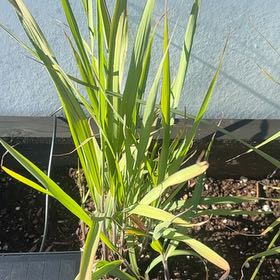 Photo of the plant species Indian Steel Indiangrass by @chris_hayes named Walt on Greg, the plant care app