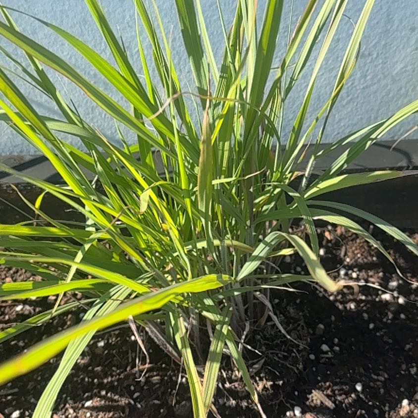 Photo of the plant species Indian Steel Indiangrass by @chris_hayes named Achilles on Greg, the plant care app