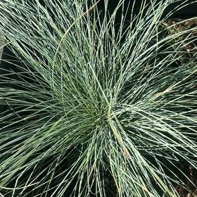 Photo of the plant species blue fescue by @chris_hayes named Miley on Greg, the plant care app