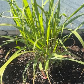 Photo of the plant species Indian Steel Indiangrass by @chris_hayes named James Dean on Greg, the plant care app