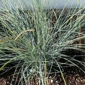 Photo of the plant species blue fescue by @chris_hayes named ChloroPhil on Greg, the plant care app