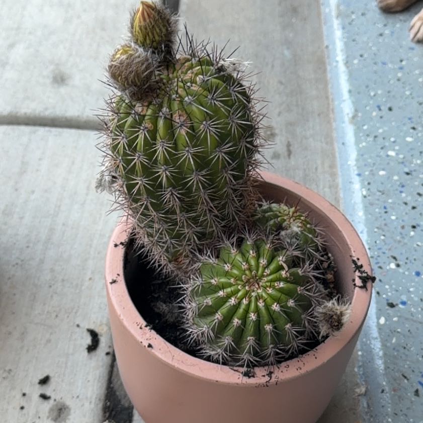 Photo of the plant species Torch Cactus by @FairCatnip72 named Browser on Greg, the plant care app