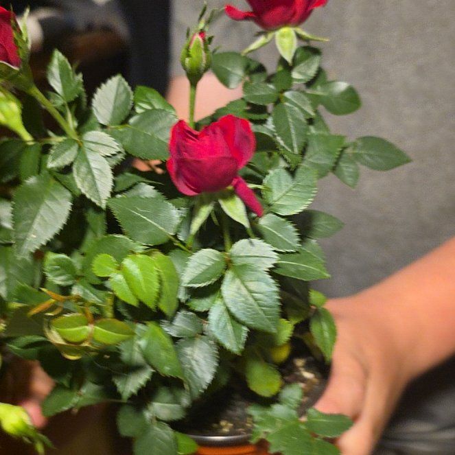 Photo of the plant species Miniature Kordana Rose by @GemOxtongue97 named Taylor Swift on Greg, the plant care app