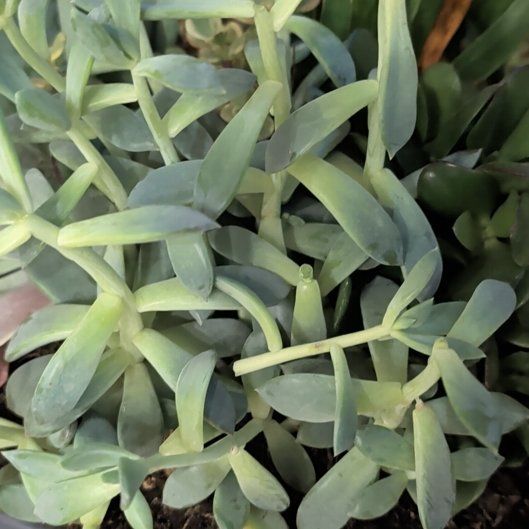 Photo of the plant species Blue Spurge by @CuteChickpea31 named Sproutacus on Greg, the plant care app