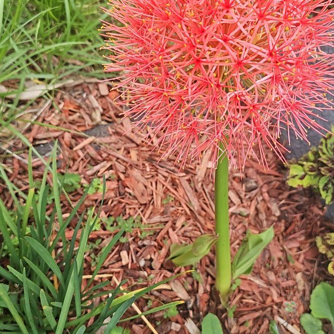 Photo of the plant species Katherine Blood-Lily by @ZingyBacopa12 named Stella on Greg, the plant care app