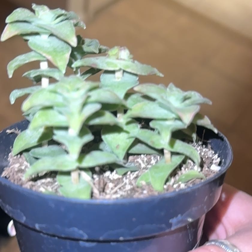 Photo of the plant species Variegated Crassula by @HighestBearcorn named My first “rare” lol on Greg, the plant care app