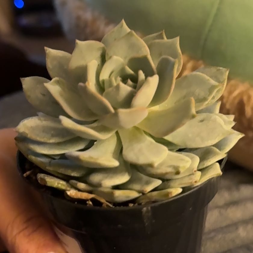 Photo of the plant species Peacock Echeveria by @HighestBearcorn named Miley on Greg, the plant care app