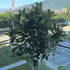 Photo of the plant species Red Tip Photinia by @FitRockfig59 named Doja Cat on Greg, the plant care app