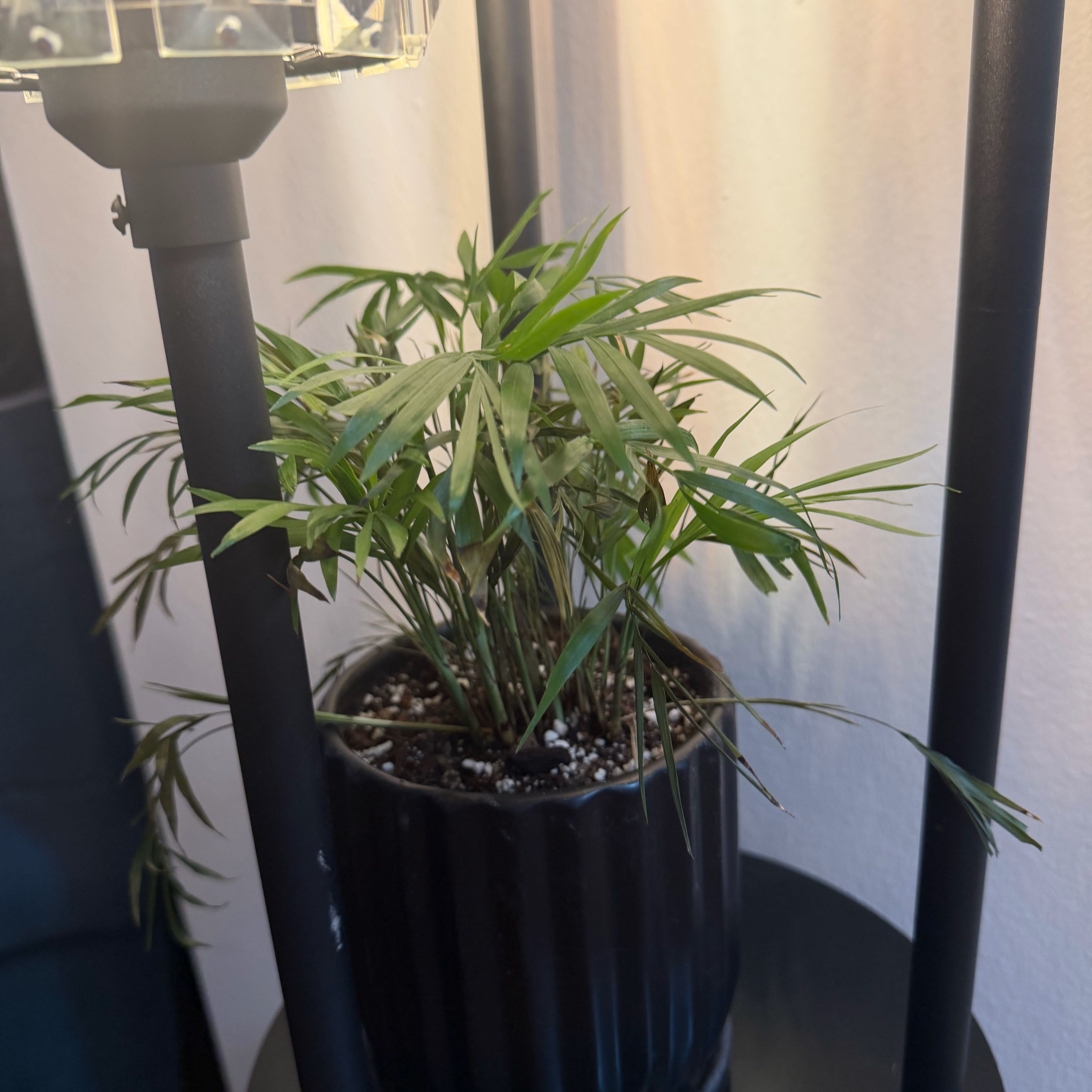 Photo of the plant species neantha bella palm by @FullGrandfir94 named Huckleberry Fern on Greg, the plant care app