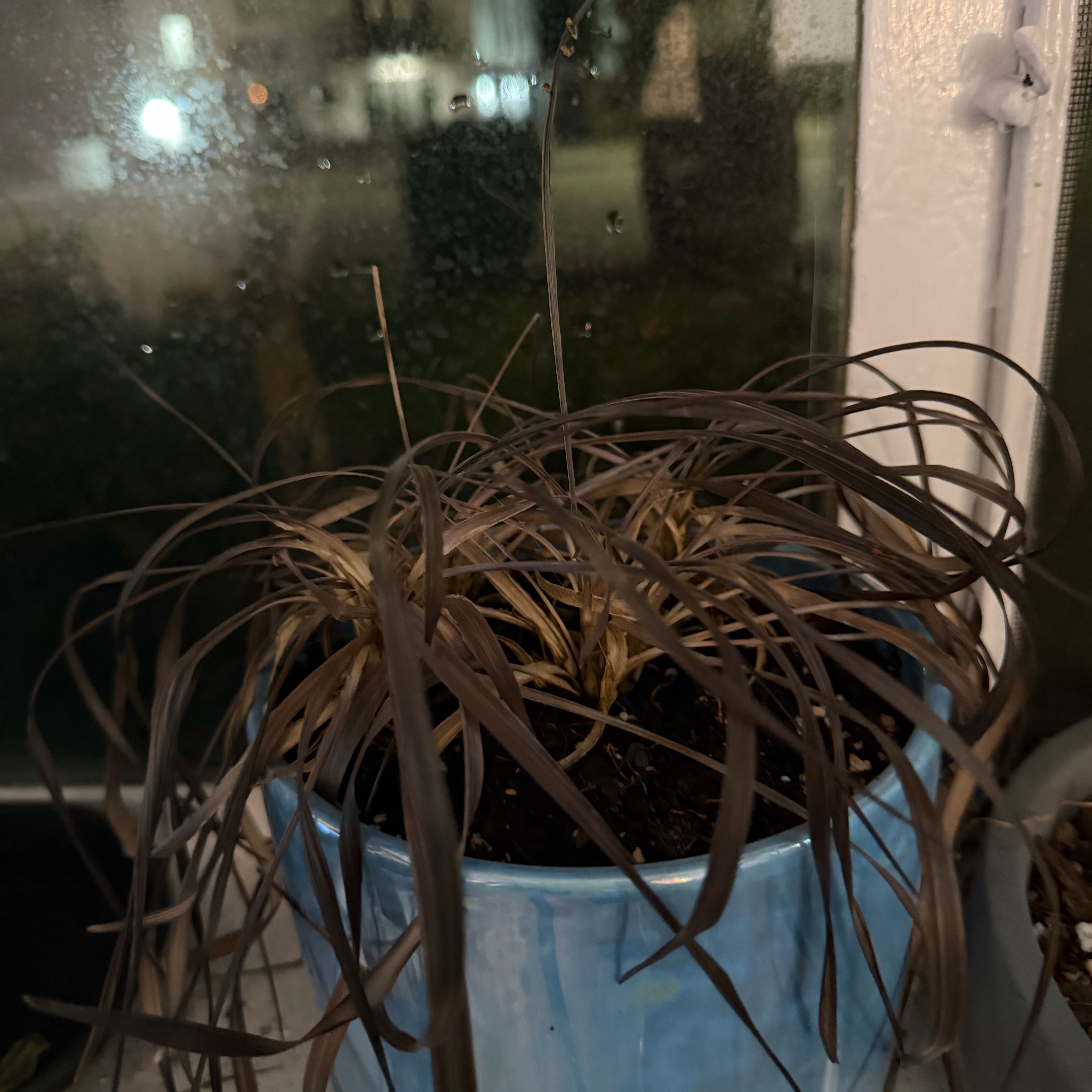 Photo of the plant species Black Mondo Grass by @FullGrandfir94 named Michelle Branch on Greg, the plant care app