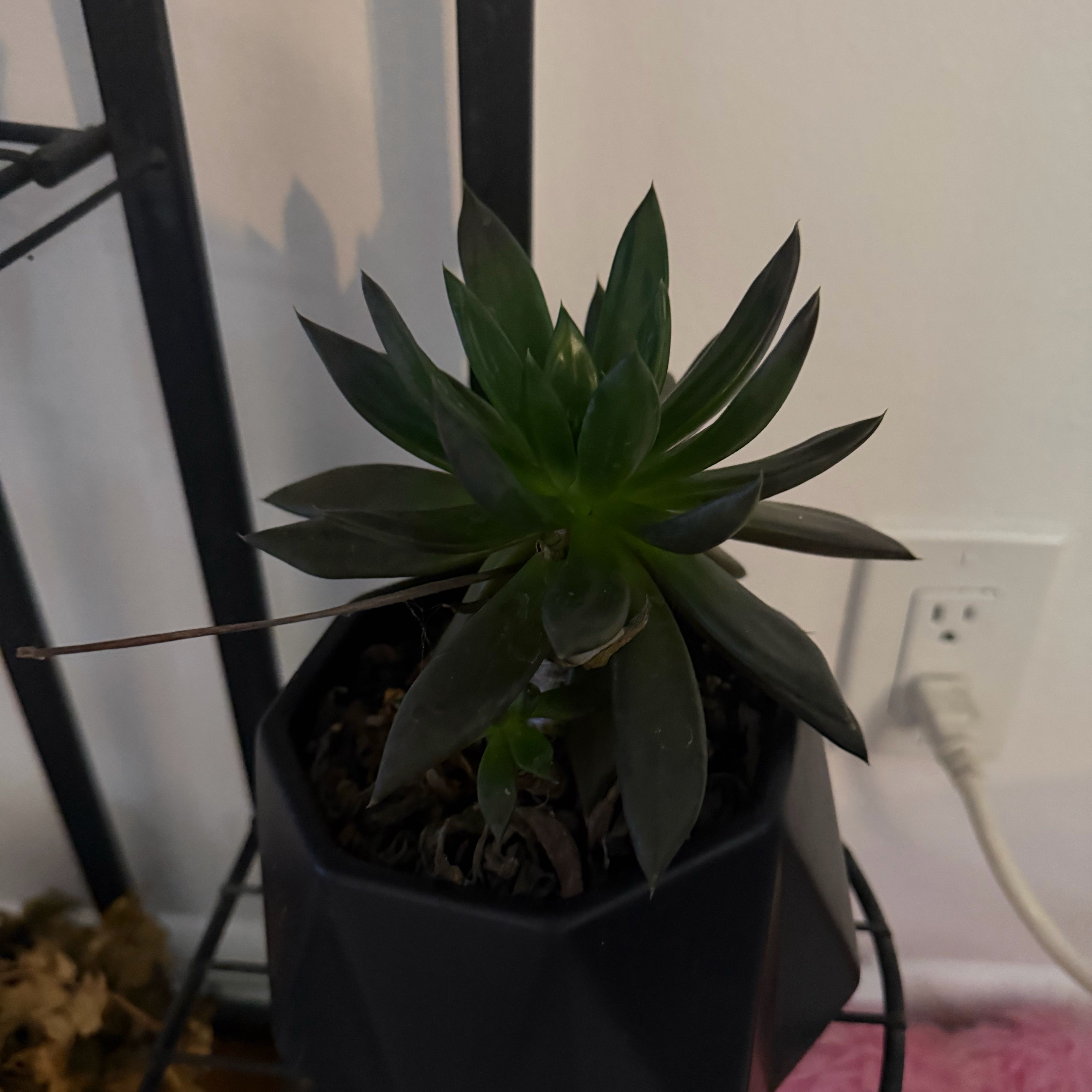 Photo of the plant species Black Knight by @FullGrandfir94 named Denali on Greg, the plant care app