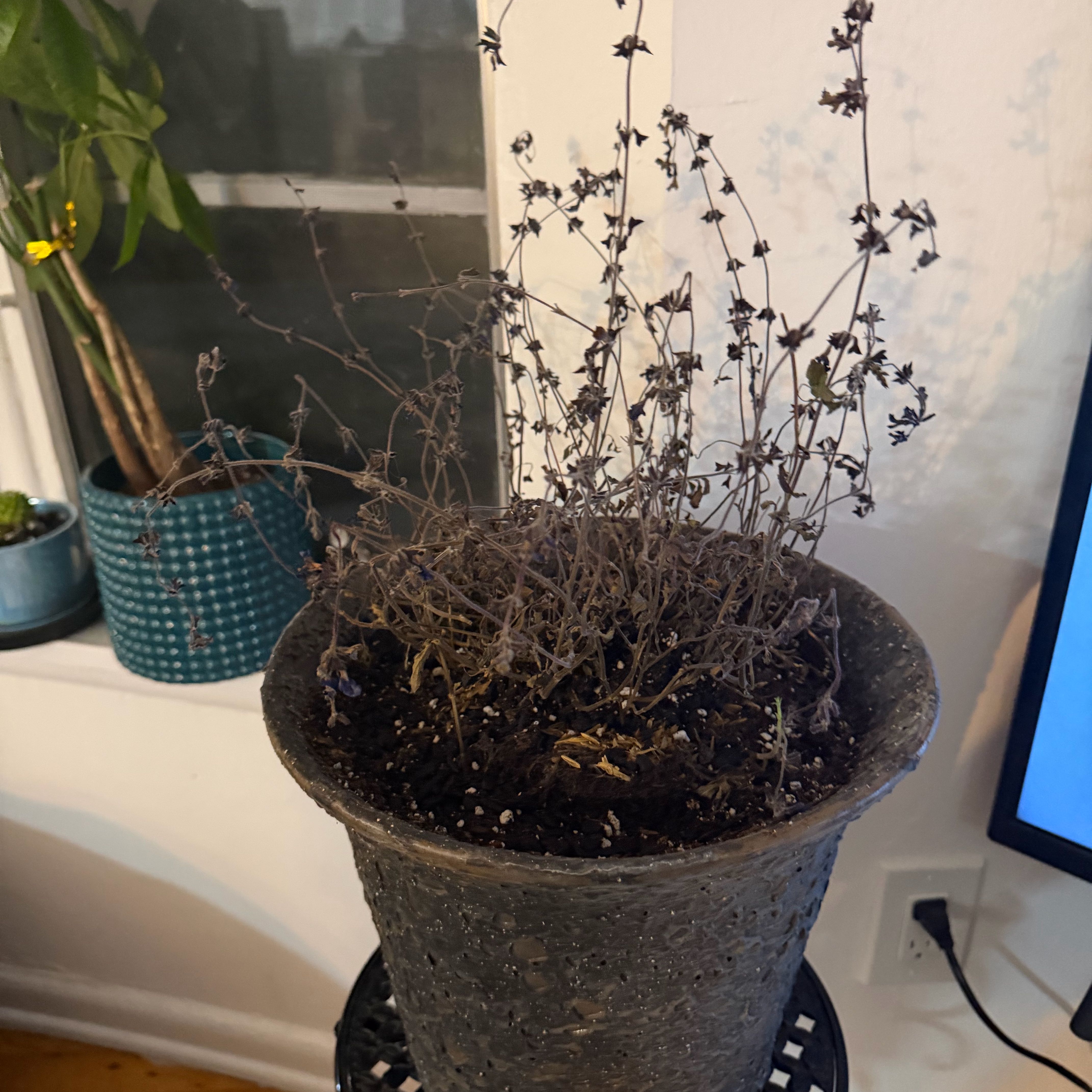 Photo of the plant species Sinaloan Blue Sage by @FullGrandfir94 named Tolkien on Greg, the plant care app