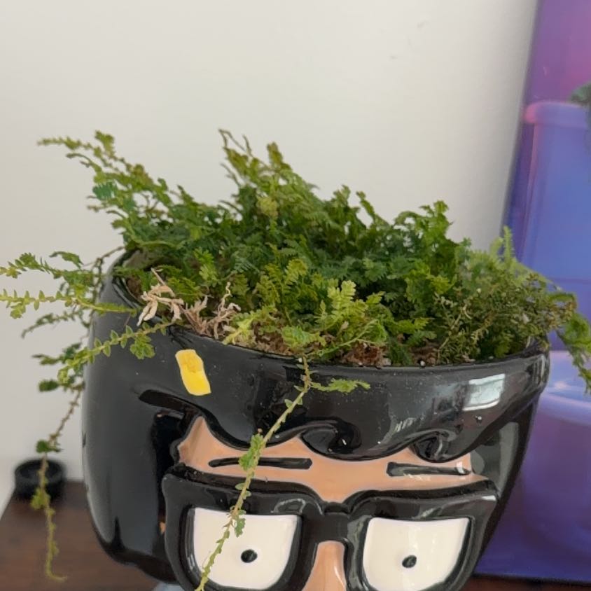 Photo of the plant species Rainbow moss, Peacock fern by @FullGrandfir94 named Tina on Greg, the plant care app