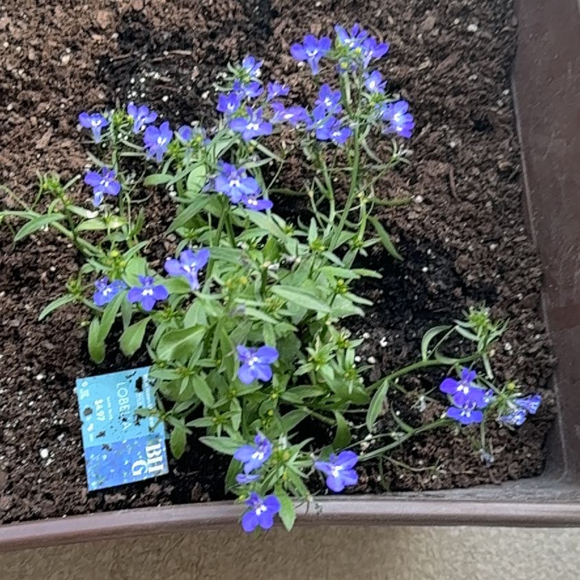 Photo of the plant species Edging Lobelia by @BonusBaytree25 named Naomi on Greg, the plant care app