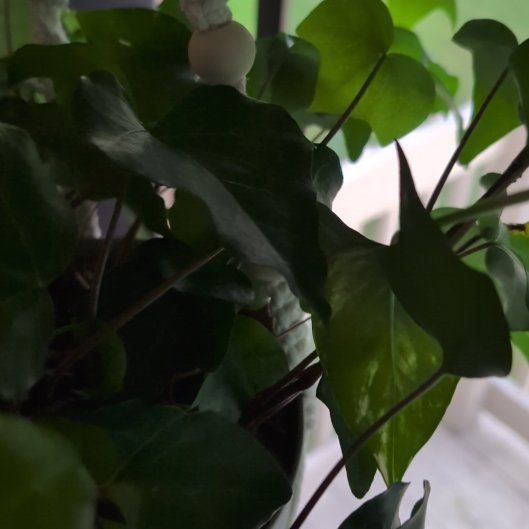 Photo of the plant species Canarian Ivy by @WillinglyMoss55 named Apollo on Greg, the plant care app
