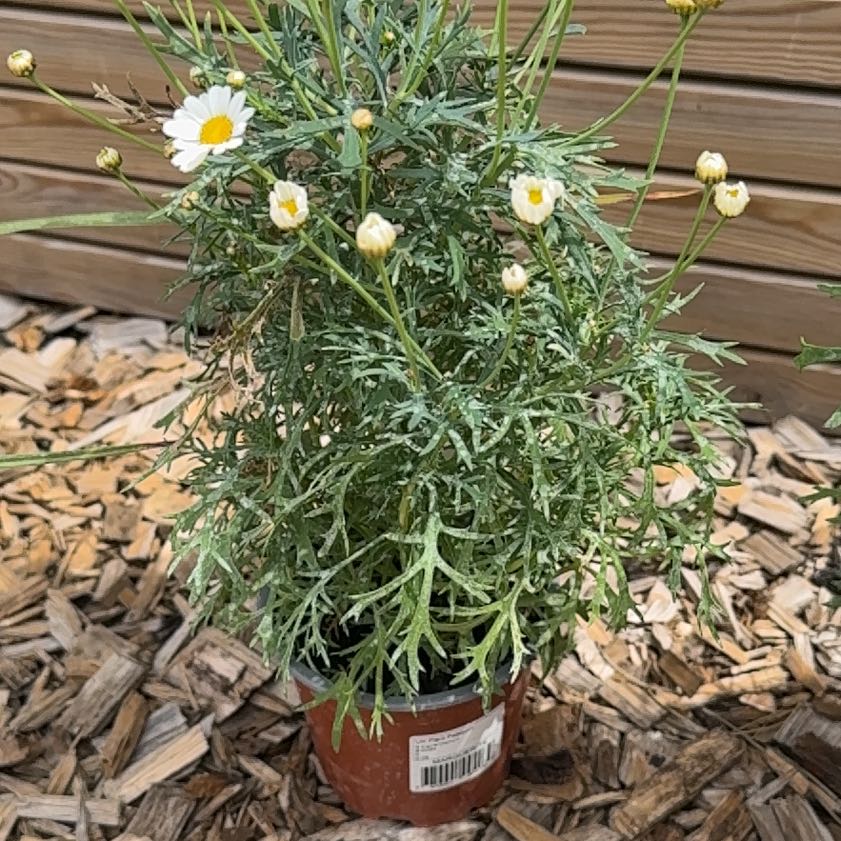 Photo of the plant species Paris Daisy by @ClearPeony57 named Leaf Erickson on Greg, the plant care app
