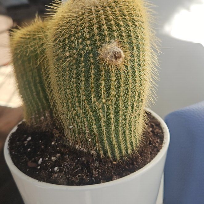 Photo of the plant species Notocactus leninghausii by @KeyErophaca81 named Gregarious on Greg, the plant care app
