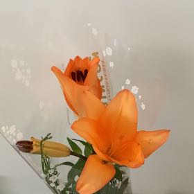 Photo of the plant species Orange Lily by @TrySuncup16 named Morgan Treeman on Greg, the plant care app