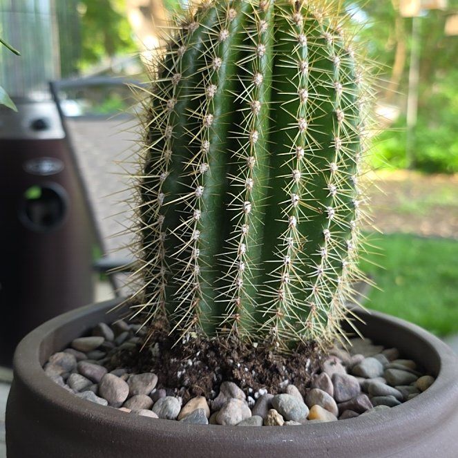 Photo of the plant species Trichocereus poco by @AvidOtanthus54 named Lola on Greg, the plant care app