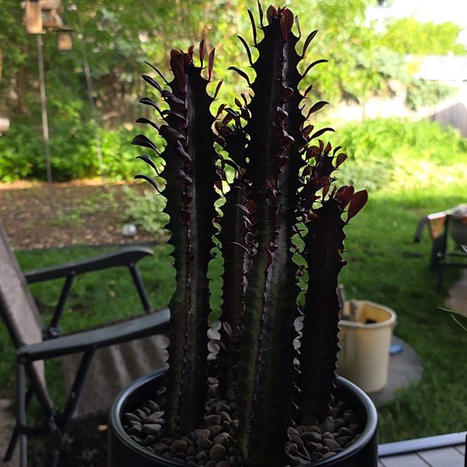 Photo of the plant species Royal Red African Milk Tree by @AvidOtanthus54 named Lucifer on Greg, the plant care app