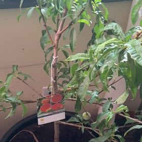 Photo of the plant species Prunus Persica by @TutorSuncup35 named Naomi on Greg, the plant care app