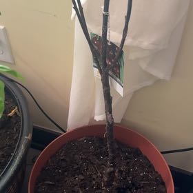 Photo of the plant species Dwarf Cherry Tree by @TutorSuncup35 named Orlando Bloom on Greg, the plant care app