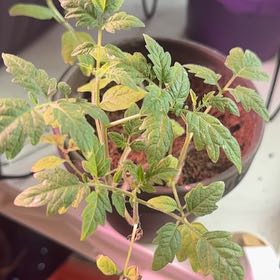 Photo of the plant species Strawberries by @TutorSuncup35 named Denali on Greg, the plant care app