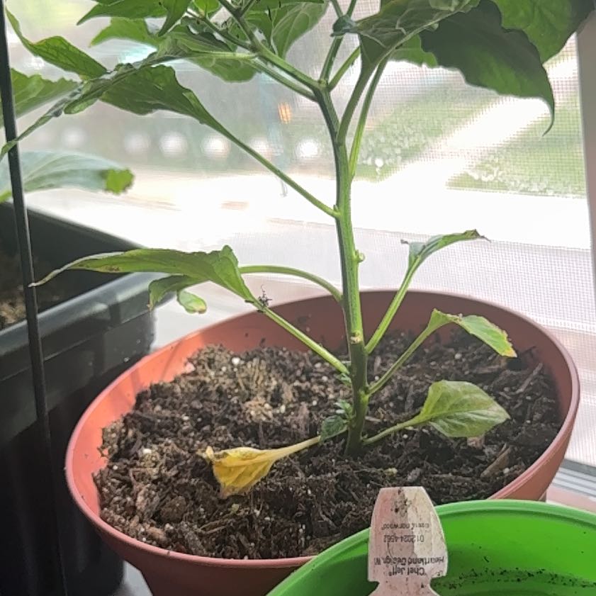 Photo of the plant species Ghost Pepper by @TutorSuncup35 named Keanu Leaves on Greg, the plant care app