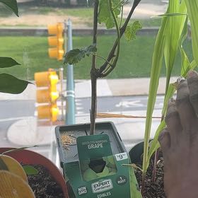 Photo of the plant species Candice Seedless Grape by @TutorSuncup35 named Sanders on Greg, the plant care app