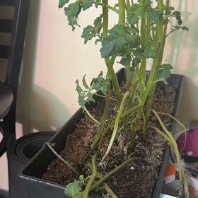 Photo of the plant species Potato by @TutorSuncup35 named Treeyoncé on Greg, the plant care app