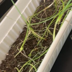 Photo of the plant species Yellow Onion by @TutorSuncup35 named Leaf Erickson on Greg, the plant care app