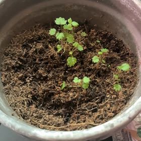 Photo of the plant species Cherry Tomato by @TutorSuncup35 named Miley on Greg, the plant care app