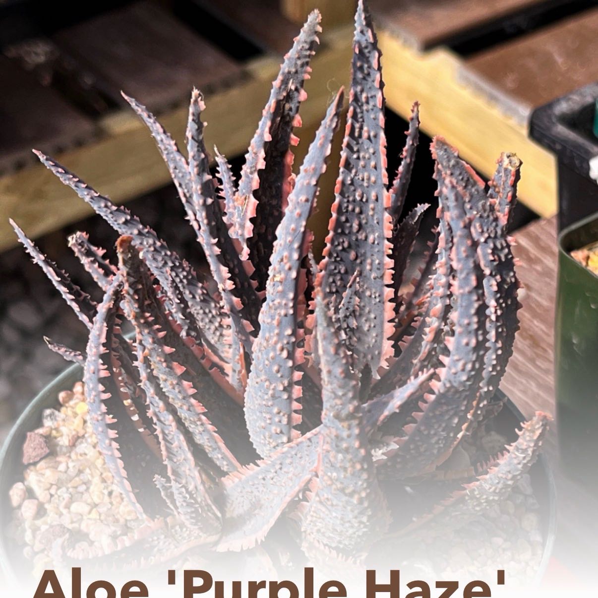 Photo of the plant species Aloe 'Purple Haze' by @LegitDionysos32 named Fernie Mercury on Greg, the plant care app