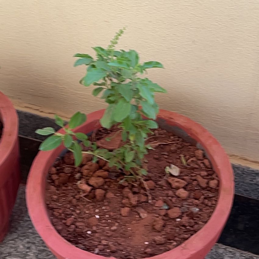 Photo of the plant species Holy Basil (Tulsi) by @SleekTomato45 named Navajo on Greg, the plant care app