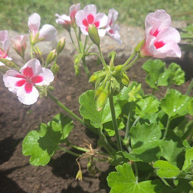 Photo of the plant species Ivy Geranium by @SavantFord92 named Pax on Greg, the plant care app