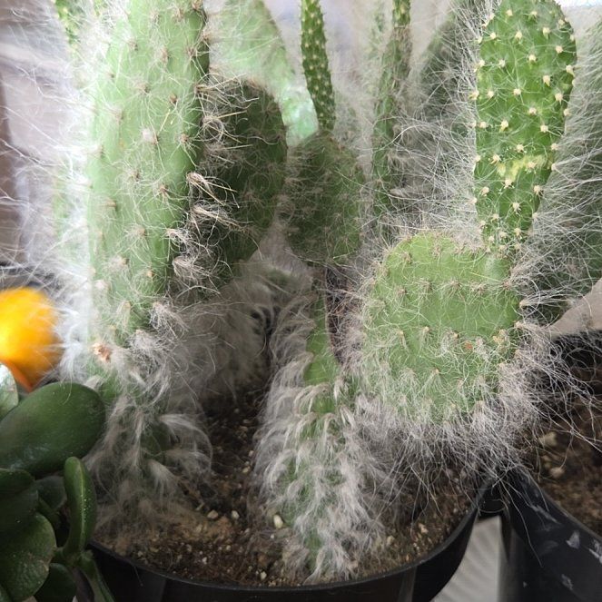 Photo of the plant species Prickly pear snow by @AvidElkweed60 named Ulysses S Plant on Greg, the plant care app