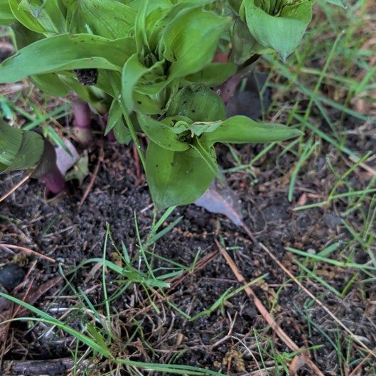 Photo of the plant species Brown Widelip Orchid by @DandyPinoak82 named Surya on Greg, the plant care app