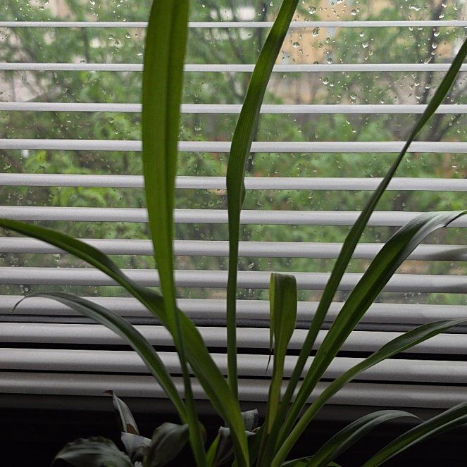 Photo of the plant species Summer Snowflake by @BrainyOrchids98 named Kendall on Greg, the plant care app