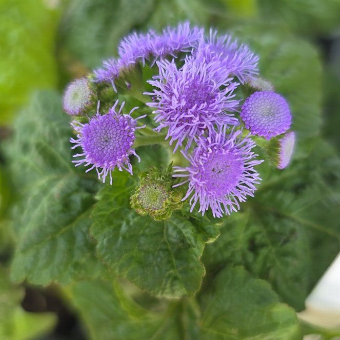 Photo of the plant species Flossflower by @SweetHenbane3 named Forrest on Greg, the plant care app