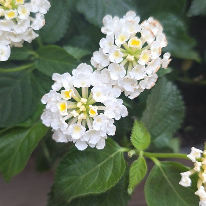 Photo of the plant species Velvet Shrubverbena by @SweetHenbane3 named Marilyn on Greg, the plant care app