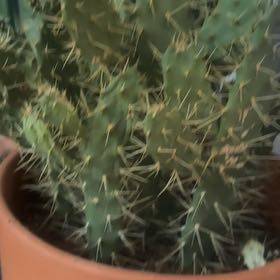 Photo of the plant species Brittle Prickly Pear by @ManyHope89 named Winston on Greg, the plant care app