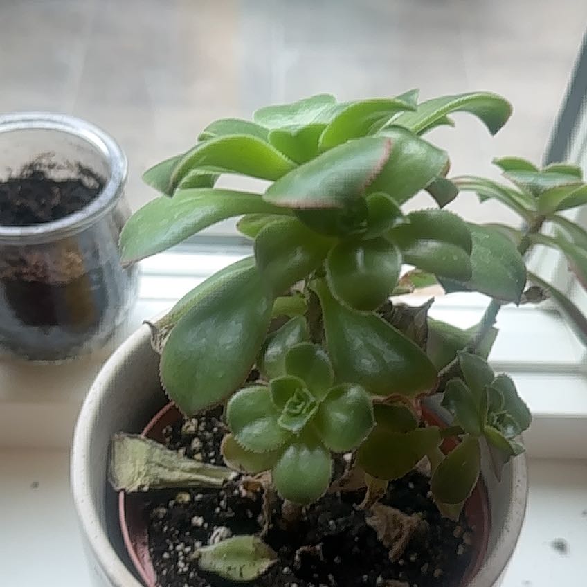 Photo of the plant species Aeonium 'Kiwi' by @ManyHope89 named Kobe on Greg, the plant care app