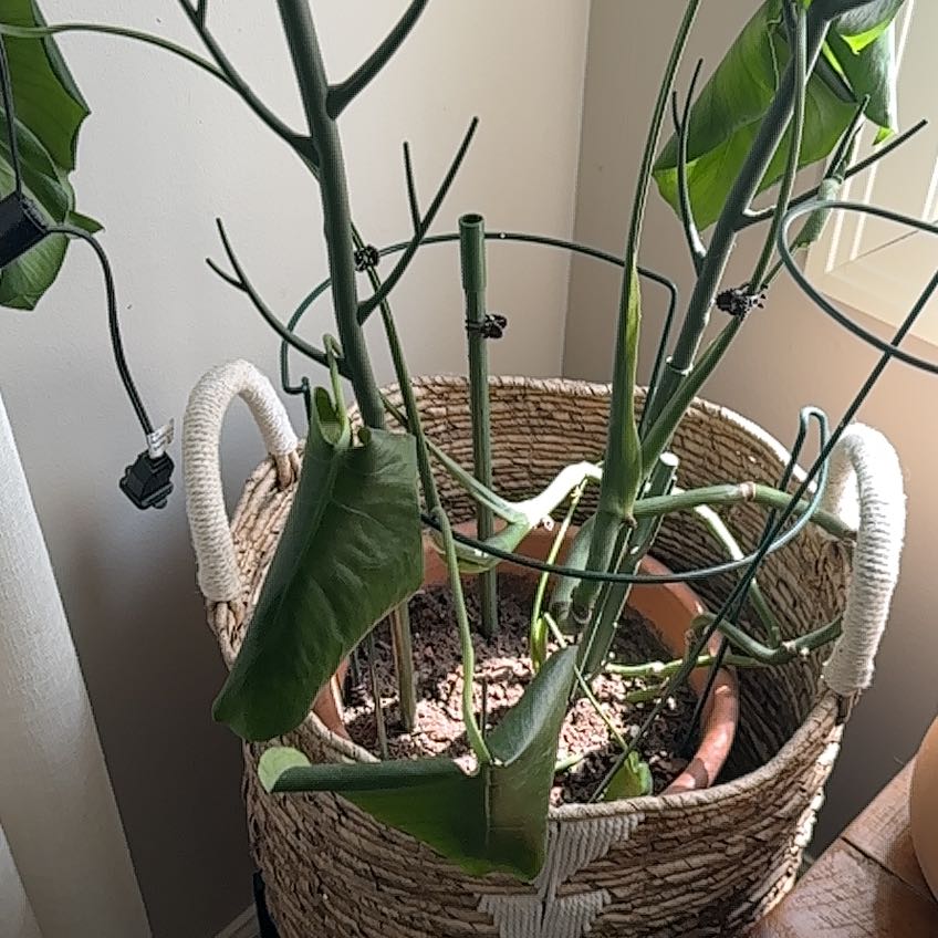 Photo of the plant species Dwarf Monstera Deliciosa by @ManyHope89 named Dax on Greg, the plant care app