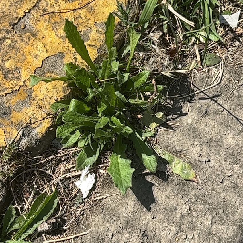 Photo of the plant species Curly Dock by @DominantRuby50 named Madonna on Greg, the plant care app
