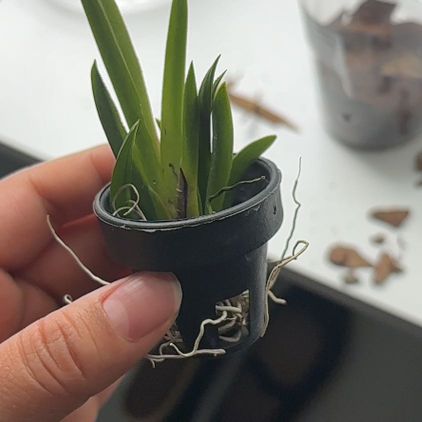 Photo of the plant species Tolumnia Orchid by @EngagingAgave32 named Austen on Greg, the plant care app