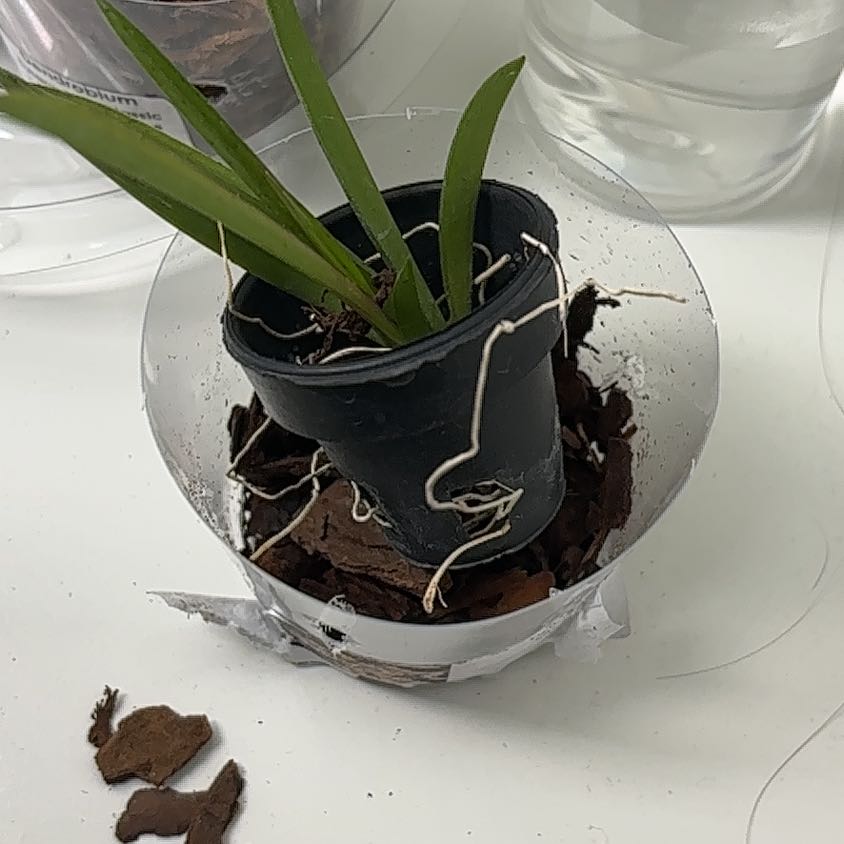 Photo of the plant species Tolumnia Orchid by @EngagingAgave32 named Sproutacus on Greg, the plant care app