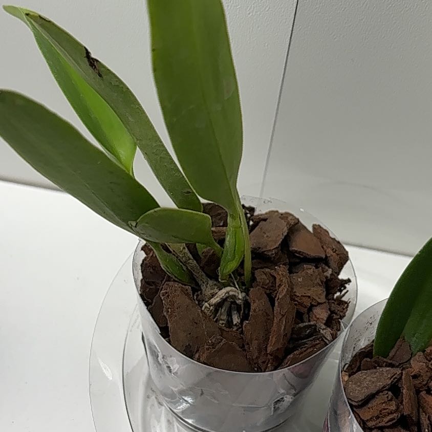 Photo of the plant species Cattleya Orchid by @EngagingAgave32 named Xena on Greg, the plant care app