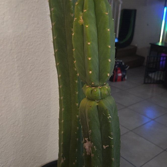 Photo of the plant species San Pedro Cactus by @VipIroncross74 named Duke on Greg, the plant care app
