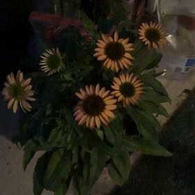 Photo of the plant species Cheyenne Spirit Echinacea by @SuaveGerbera69 named Athena on Greg, the plant care app