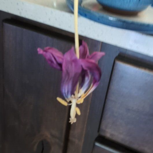 Photo of the plant species Garden Tulip by @SpicyJavafern61 named Gomez on Greg, the plant care app